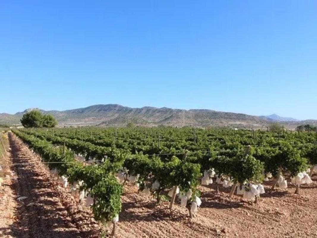 Terreno en venta en La Romana, Alicante photo 2