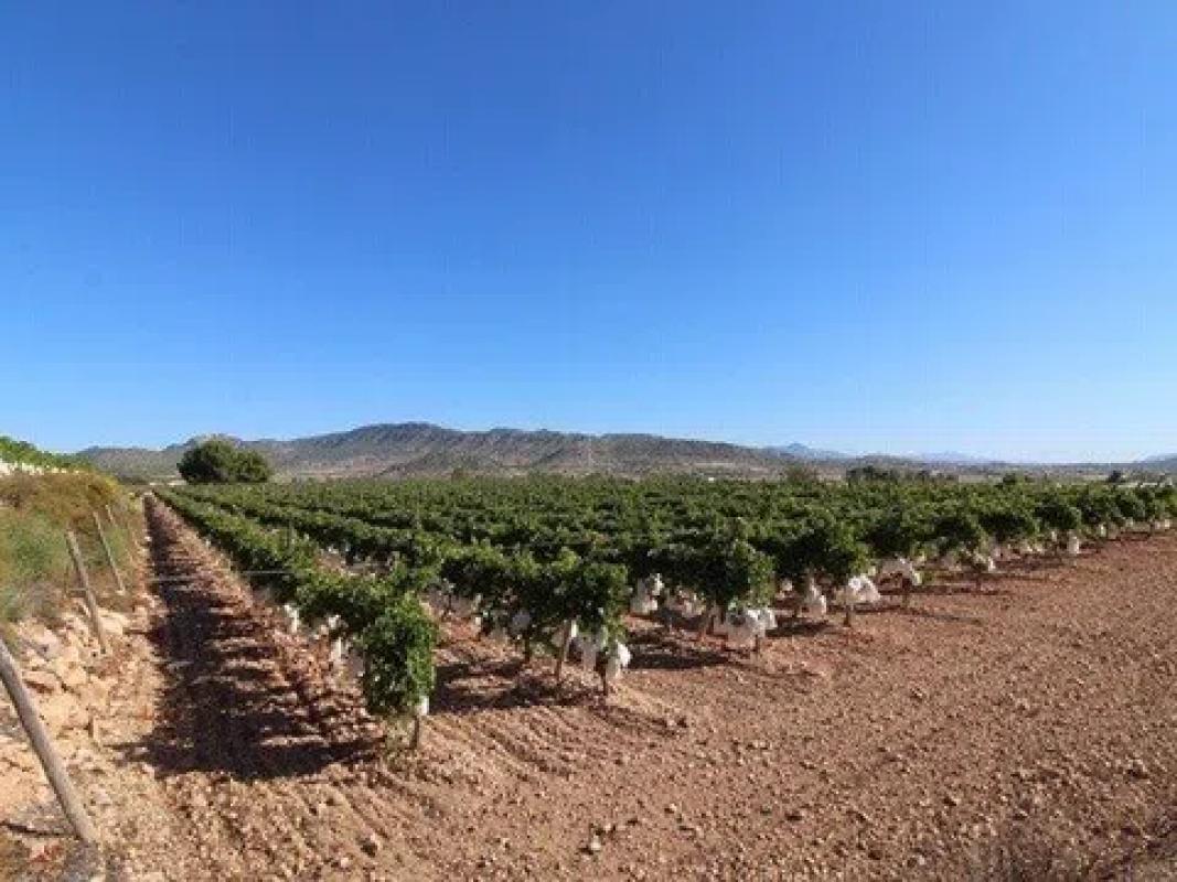 Terreno en venta en La Romana, Alicante photo 3
