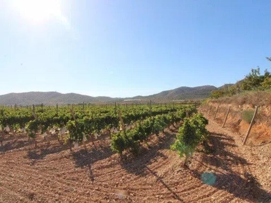 Terreno en venta en La Romana, Alicante photo 4