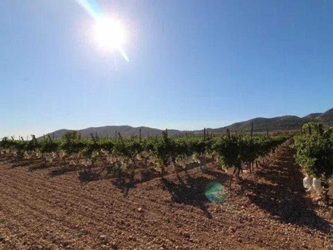 Terreno en venta en La Romana, Alicante photo 5