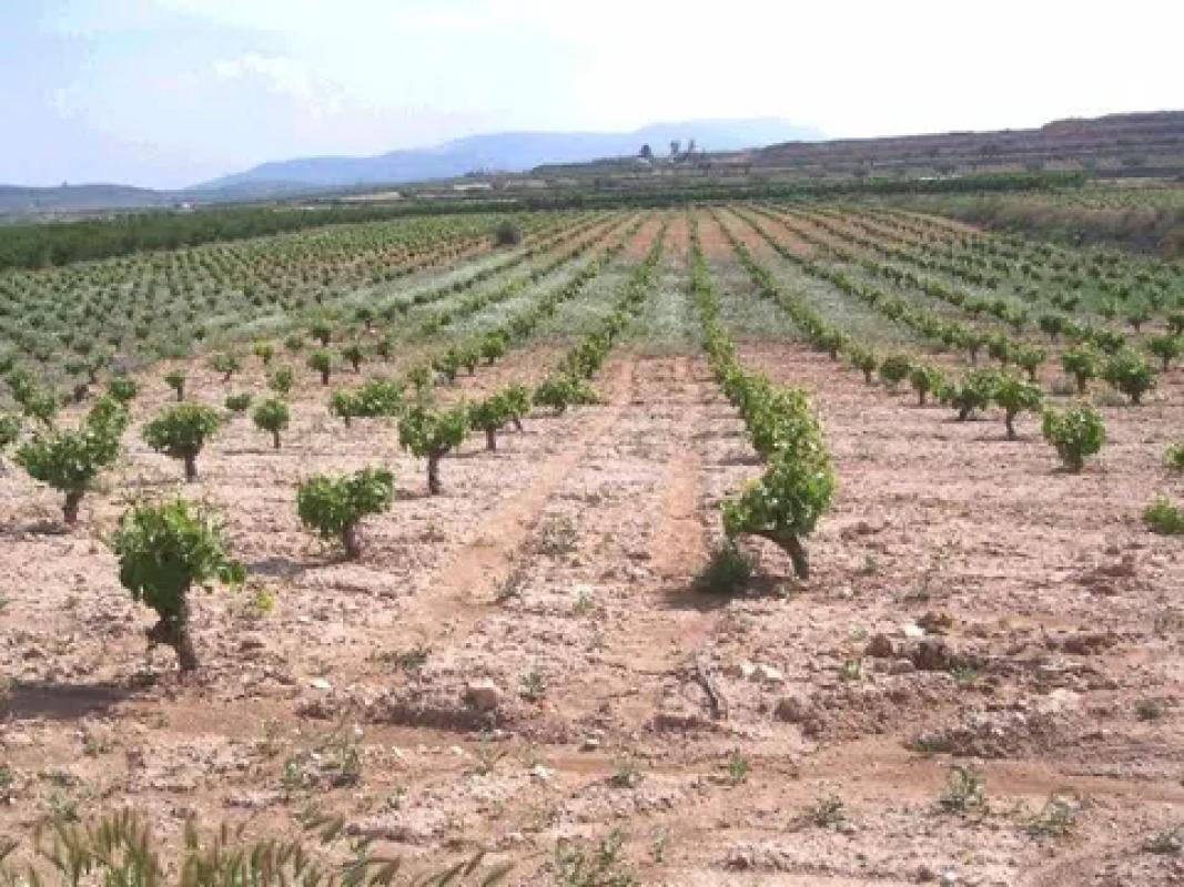 Terreno en venta en Pinoso, Alicante photo 1
