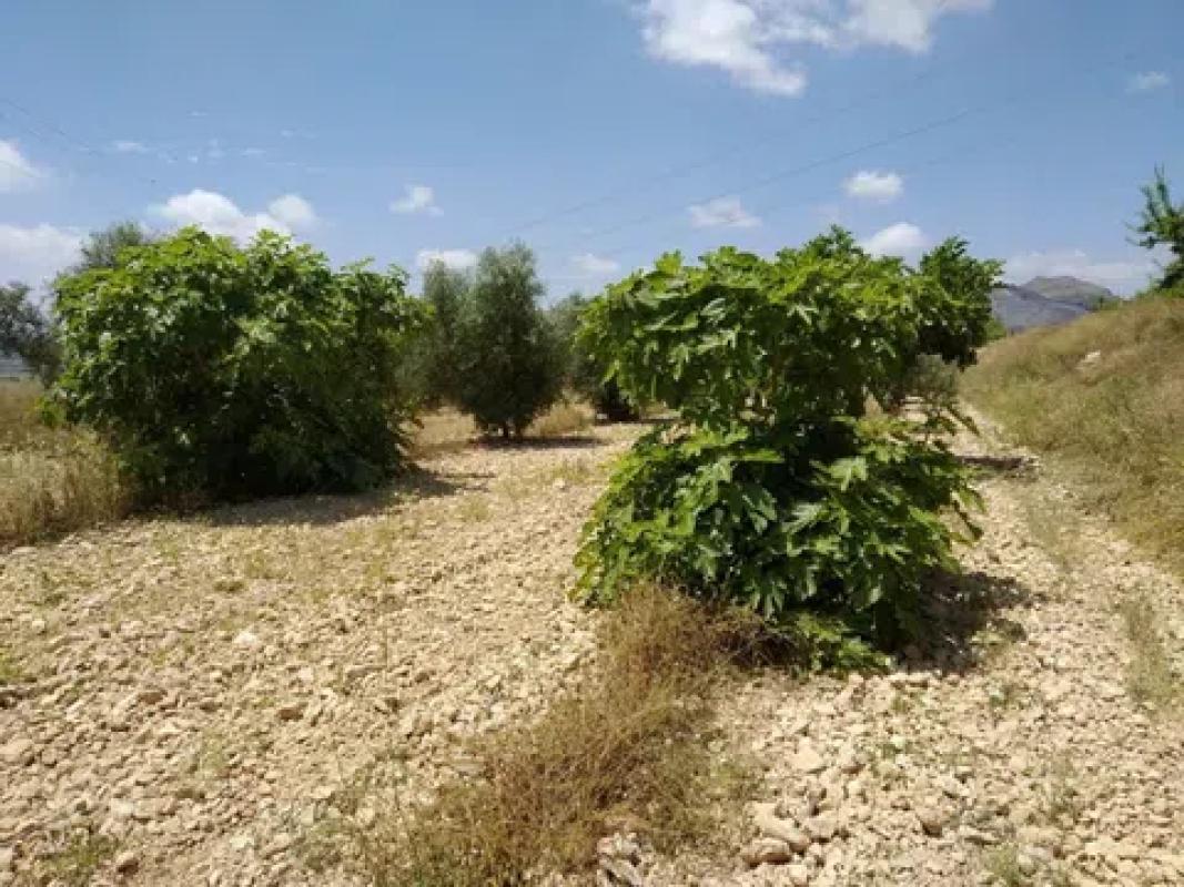 Land for sale in Hondón de las Nieves, Alicante photo 2