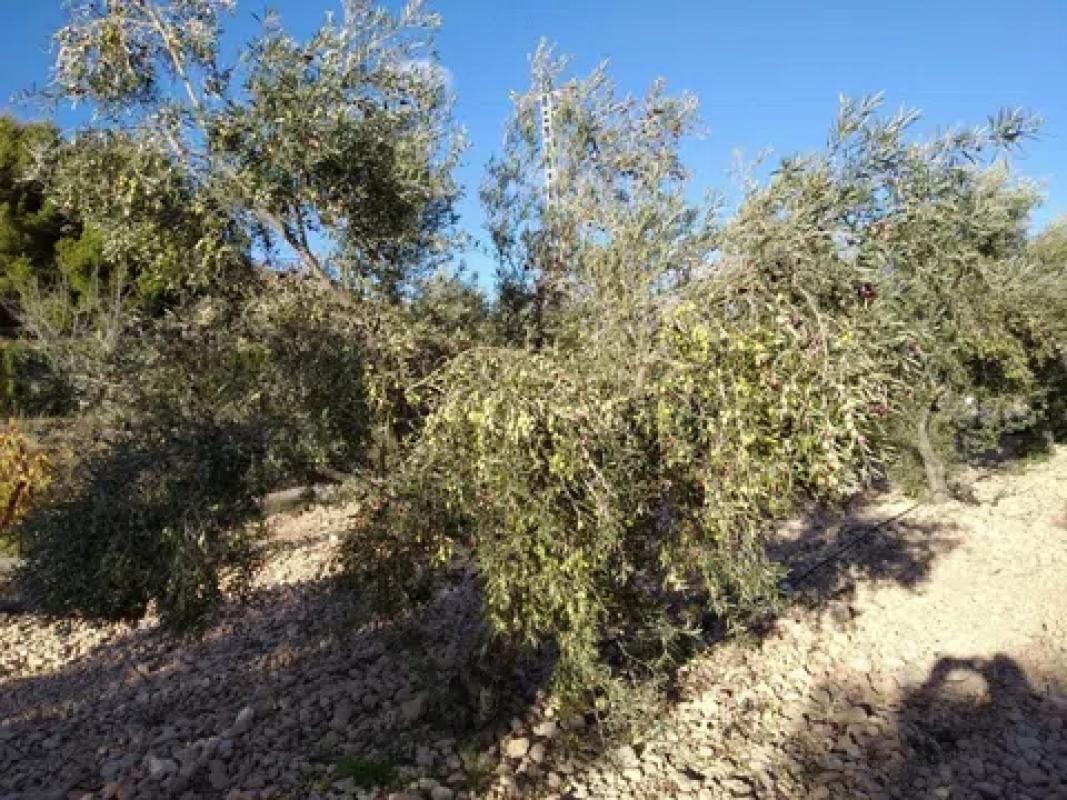 Land for sale in Hondón de las Nieves, Alicante photo 4