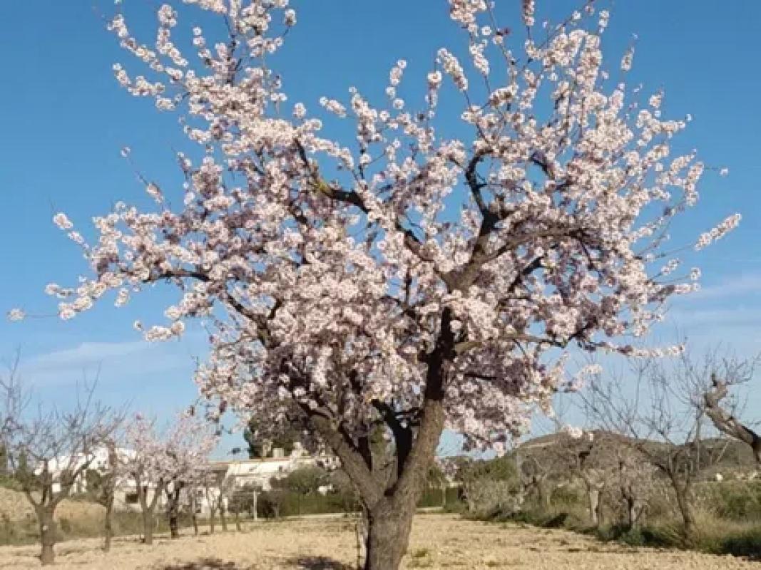 Land for sale in Hondón de las Nieves, Alicante photo 5