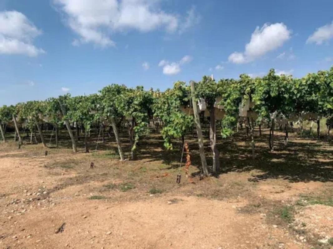 Działka na sprzedaż w Monforte del Cid, Alicante photo 3