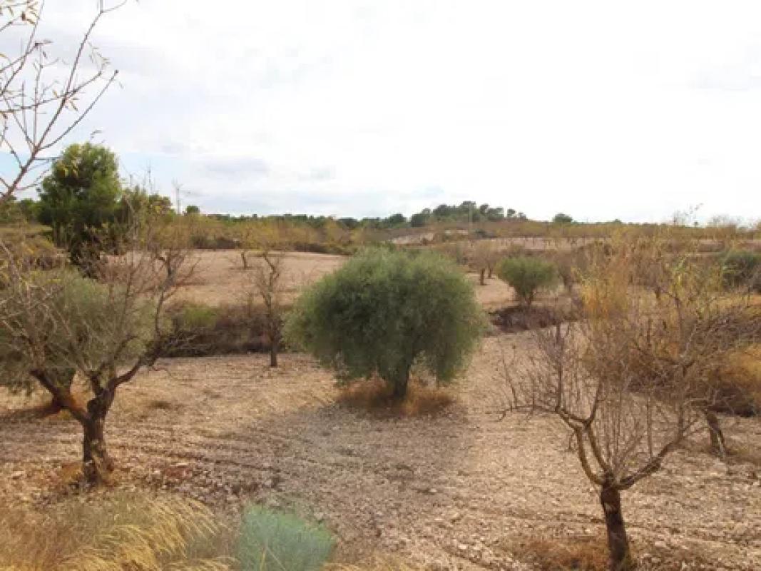 Terreno en venta en Hondón de los Frailes, Alicante photo 1