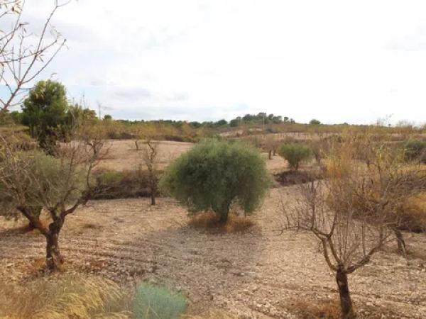 Terreno en Hondón de los Frailes photo 1