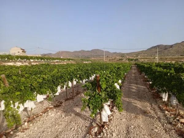 Terreno en Cv-840, km 3 photo 3