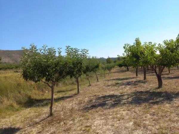 Terreno en Collaos, Lloma s/n Lavalldealcala thumbnail 1