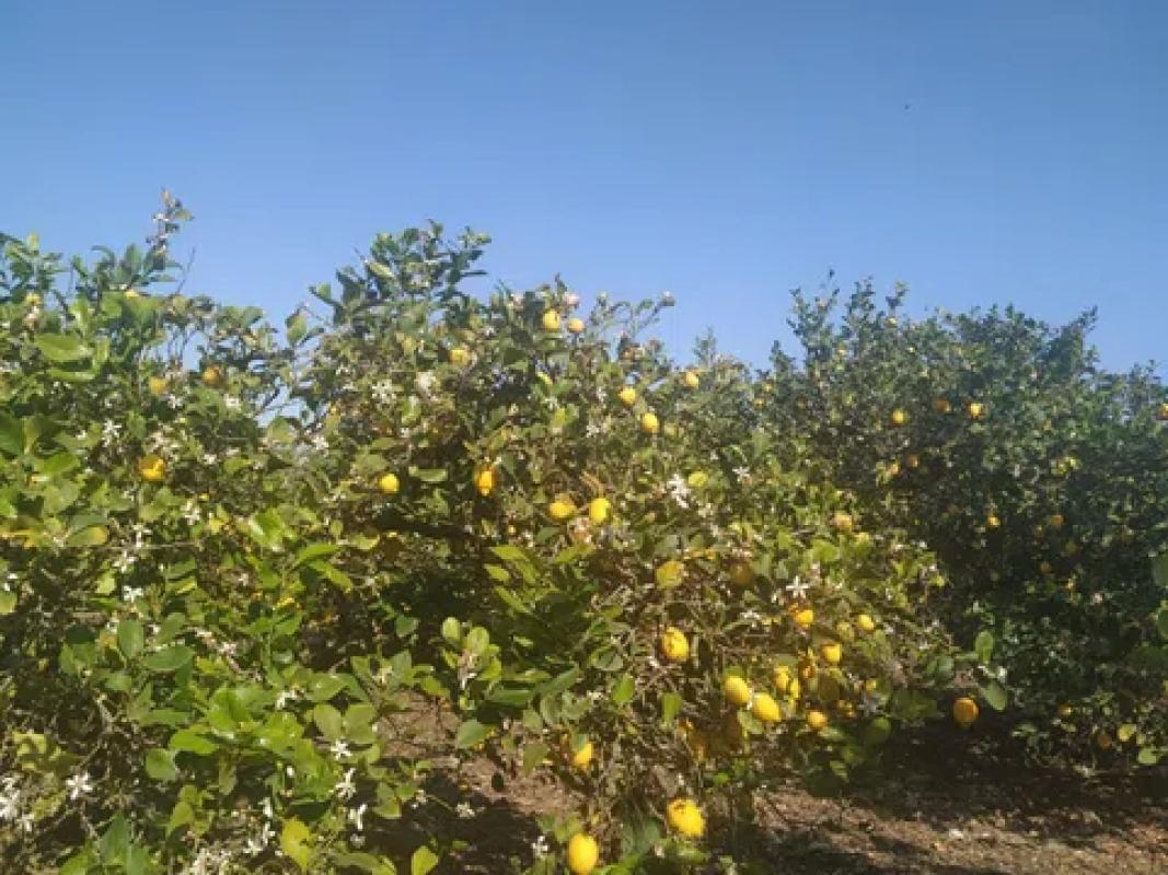Участок земли на продажу в Албате́ра, Аликанте photo 3