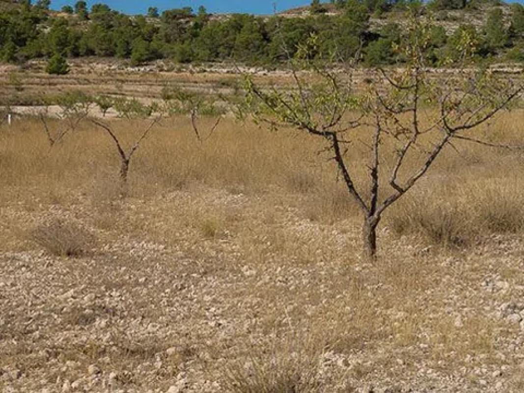 Terreno en venta en Pinoso, Alicante photo 1