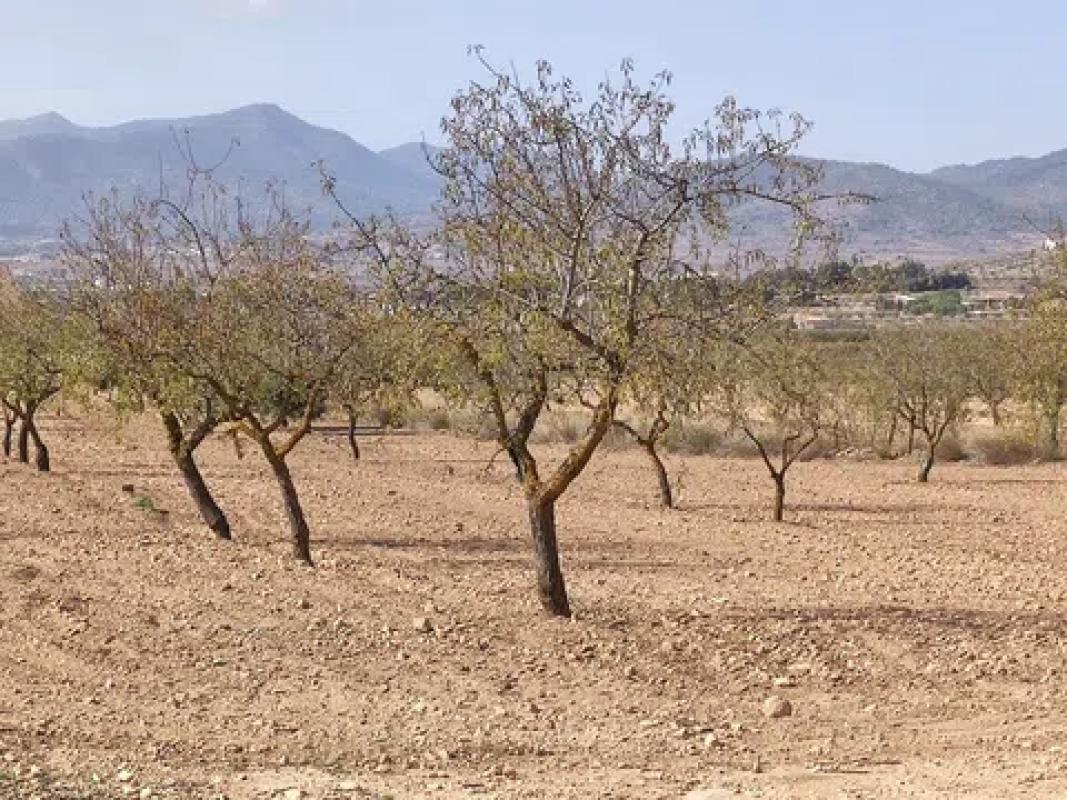 Terreno en venta en Pinoso, Alicante photo 1