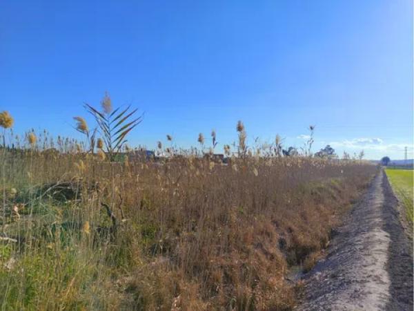 Terreno en San Fulgencio photo 1