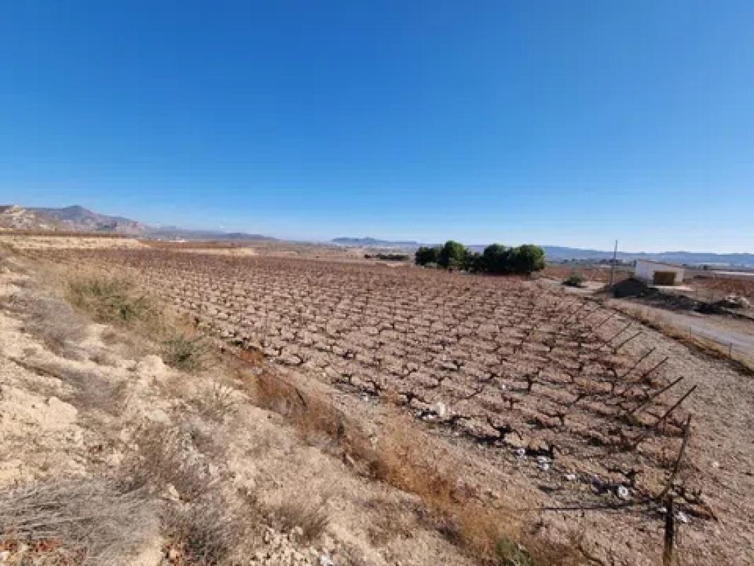 Land for sale in Novelda, Alicante photo 2