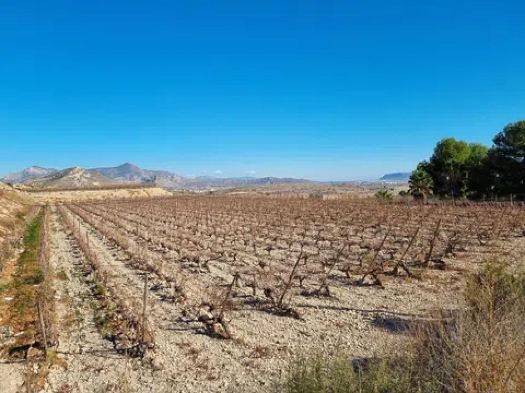 Land for sale in Novelda, Alicante photo 3