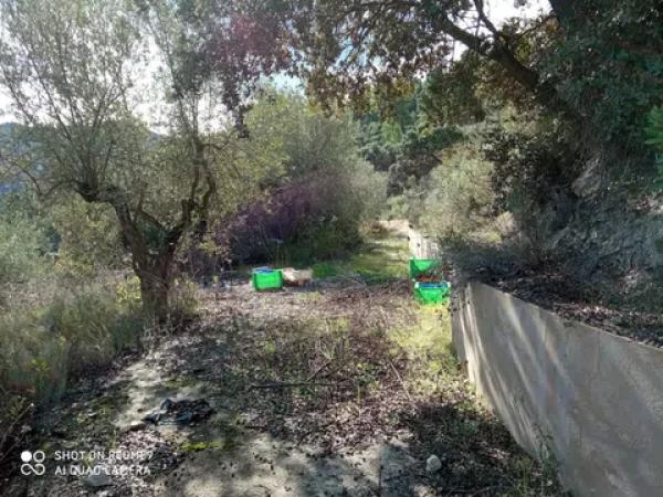 Terreno en carretera Balones, km 10 photo 4
