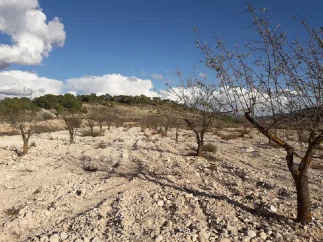 Terreno en venta en Pinoso, Alicante photo 1