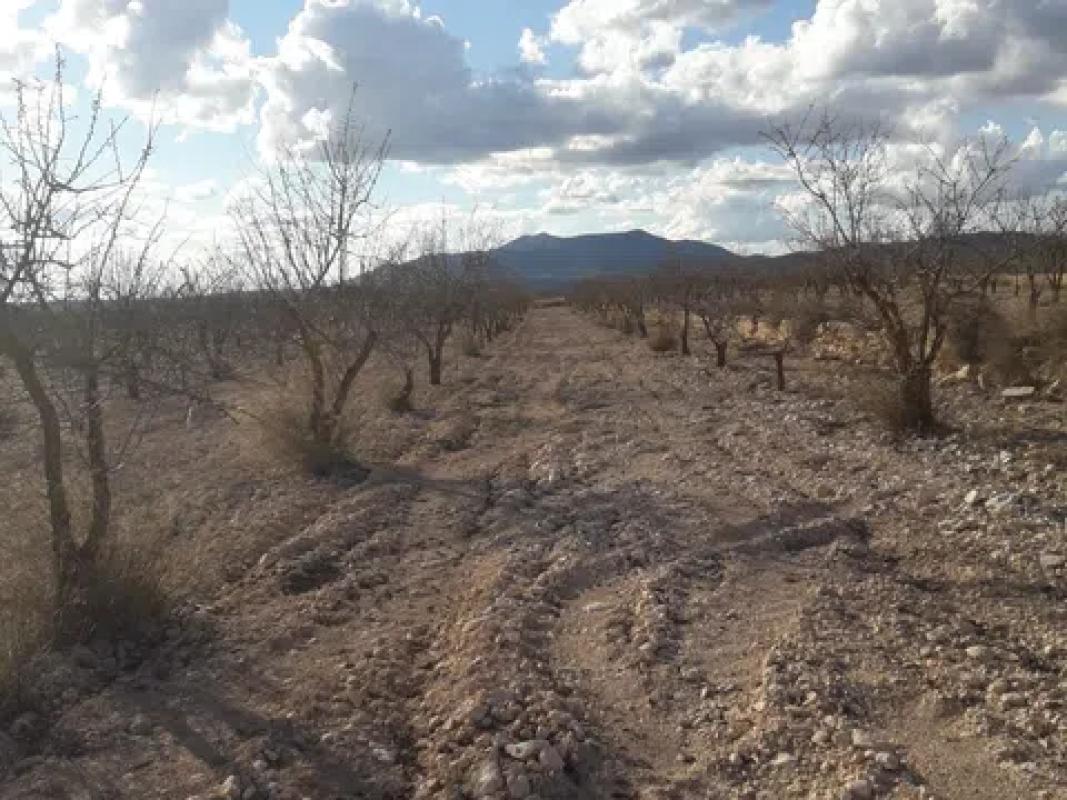 Terreno en venta en Pinoso, Alicante photo 2