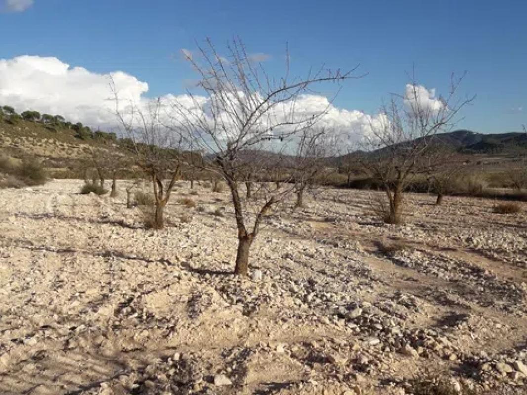 Terreno en venta en Pinoso, Alicante photo 3
