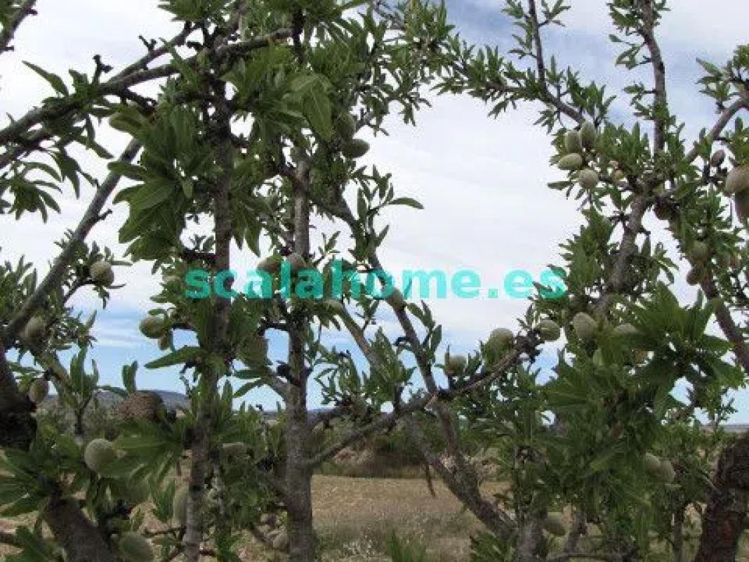 Land for sale in Pinoso, Alicante photo 2