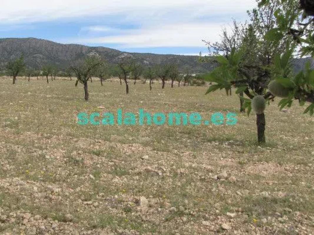 Land for sale in Pinoso, Alicante photo 3