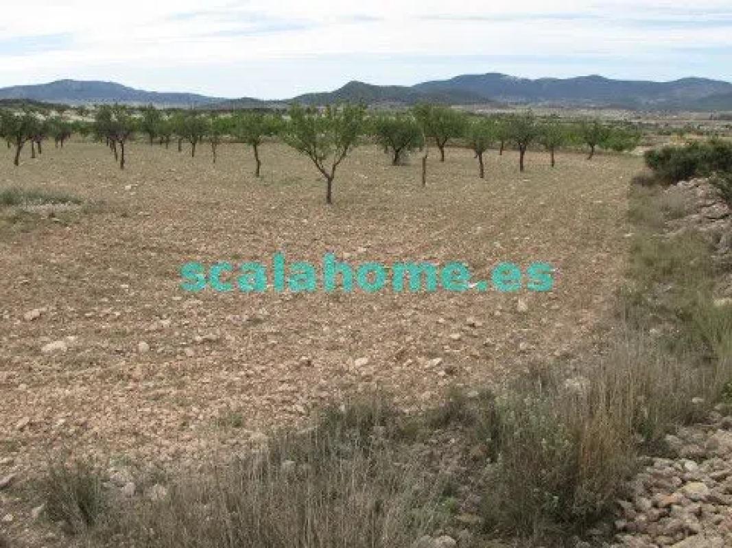 Land for sale in Pinoso, Alicante photo 4