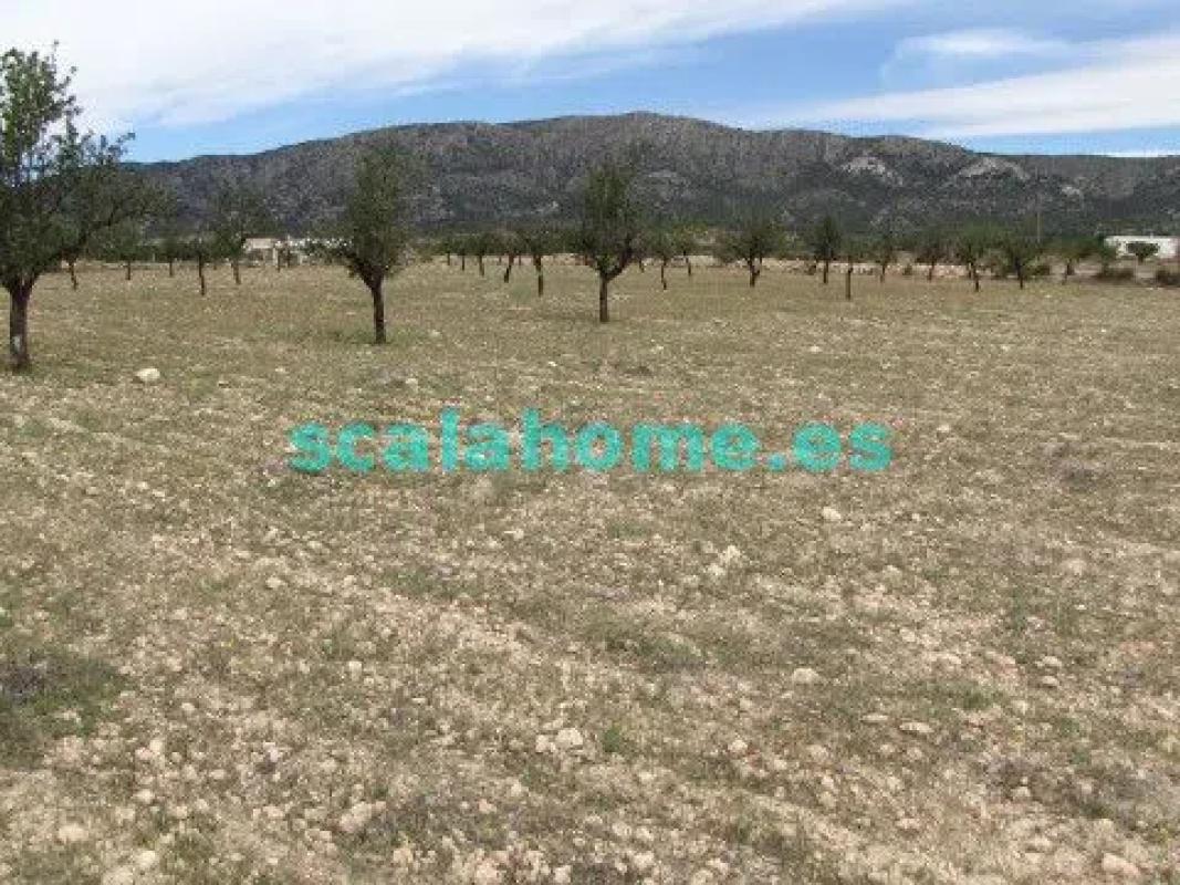 Land for sale in Pinoso, Alicante photo 5