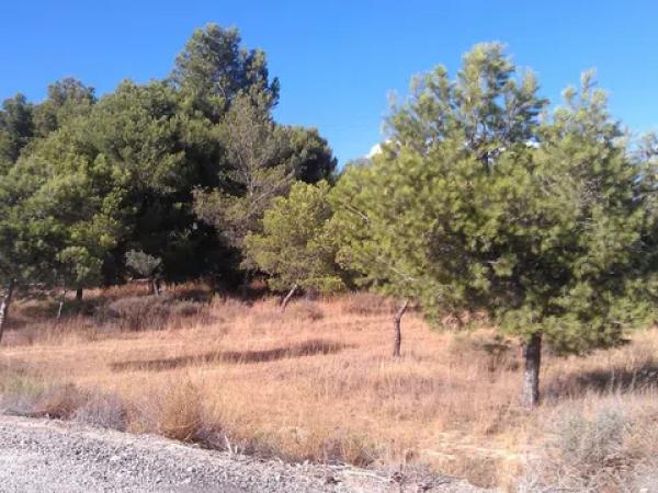 Terreno en via de Alicante, km 210 photo 1