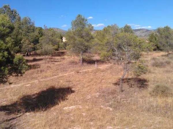 Terreno en via de Alicante, km 210 photo 4