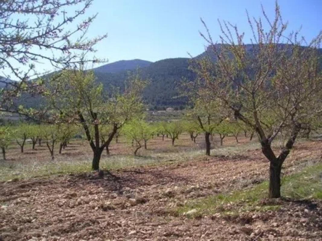 Land for sale in Biar, Alicante photo 2