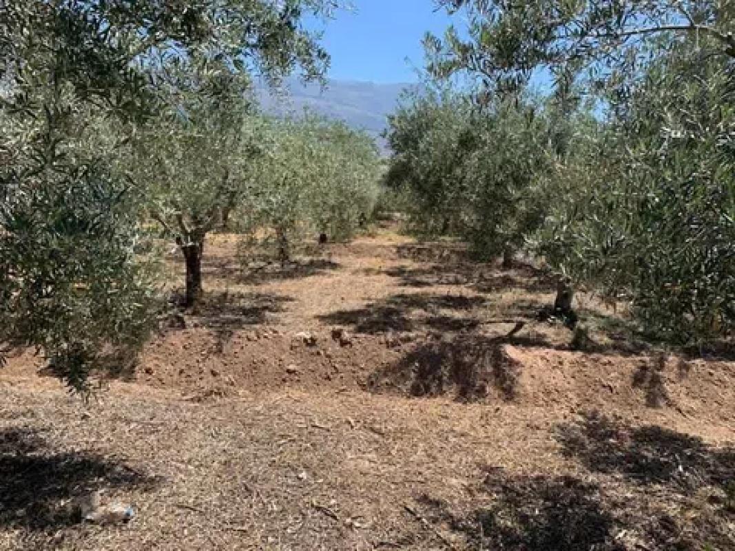 Land for sale in Biar, Alicante photo 3