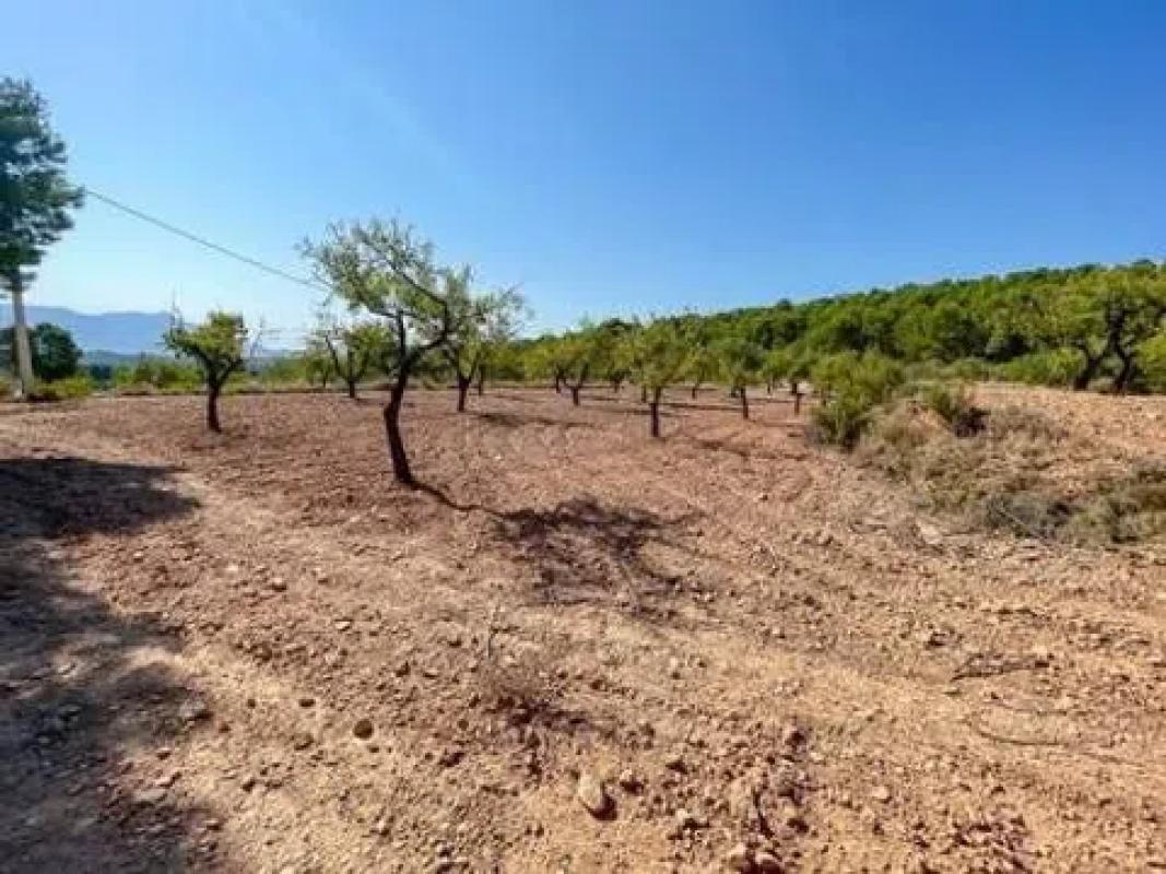 Land for sale in Biar, Alicante photo 4