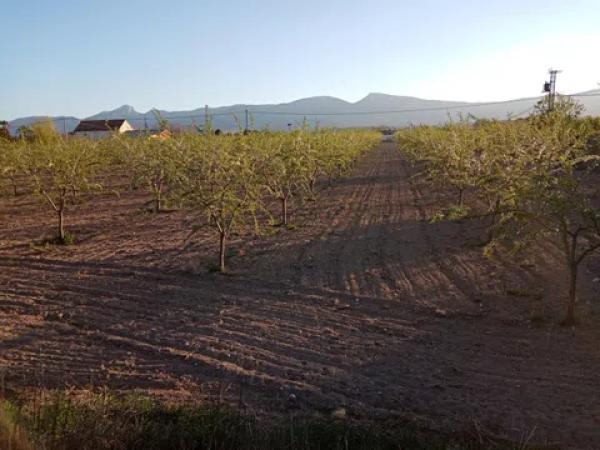 Terreno en carretera de Alicante, 1 thumbnail 2