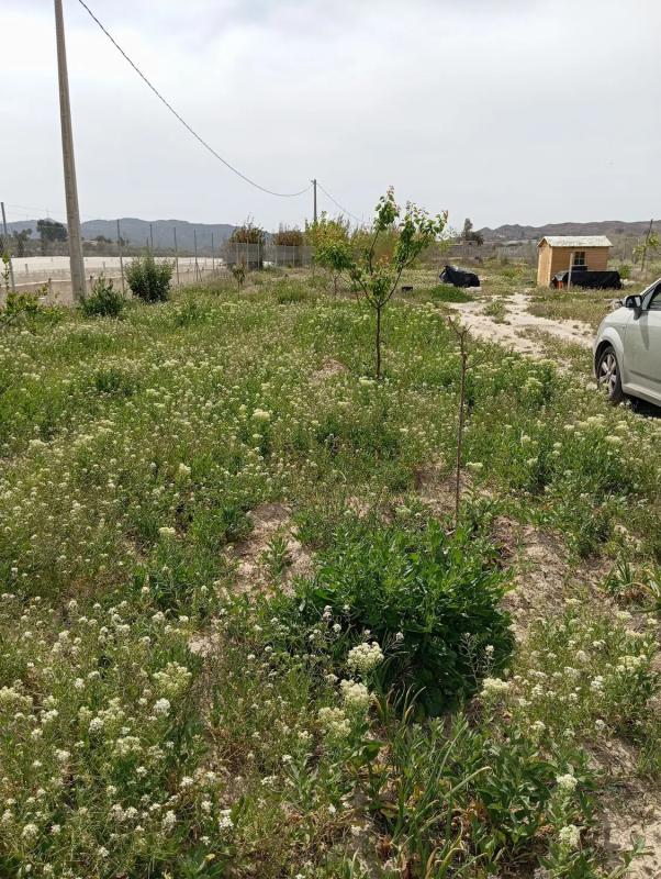 Terreno en venta en Aspe, Alicante photo 1