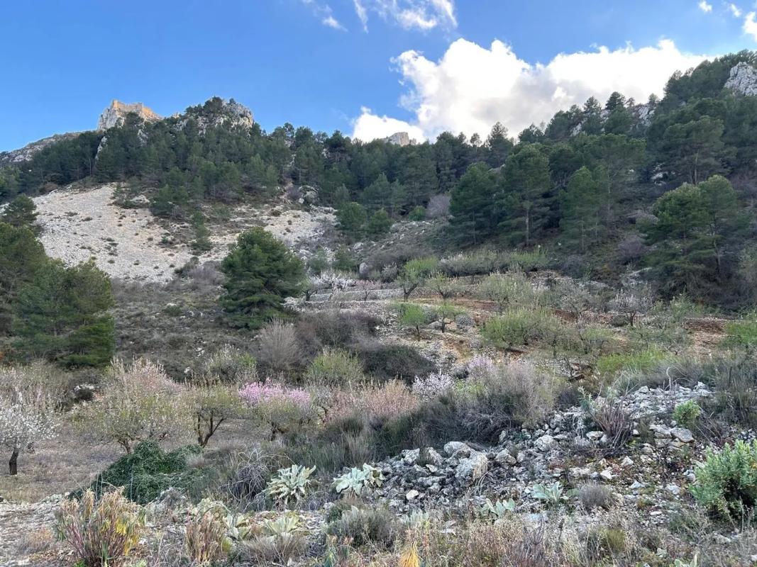 Land for sale in Confrides, Alicante photo 3