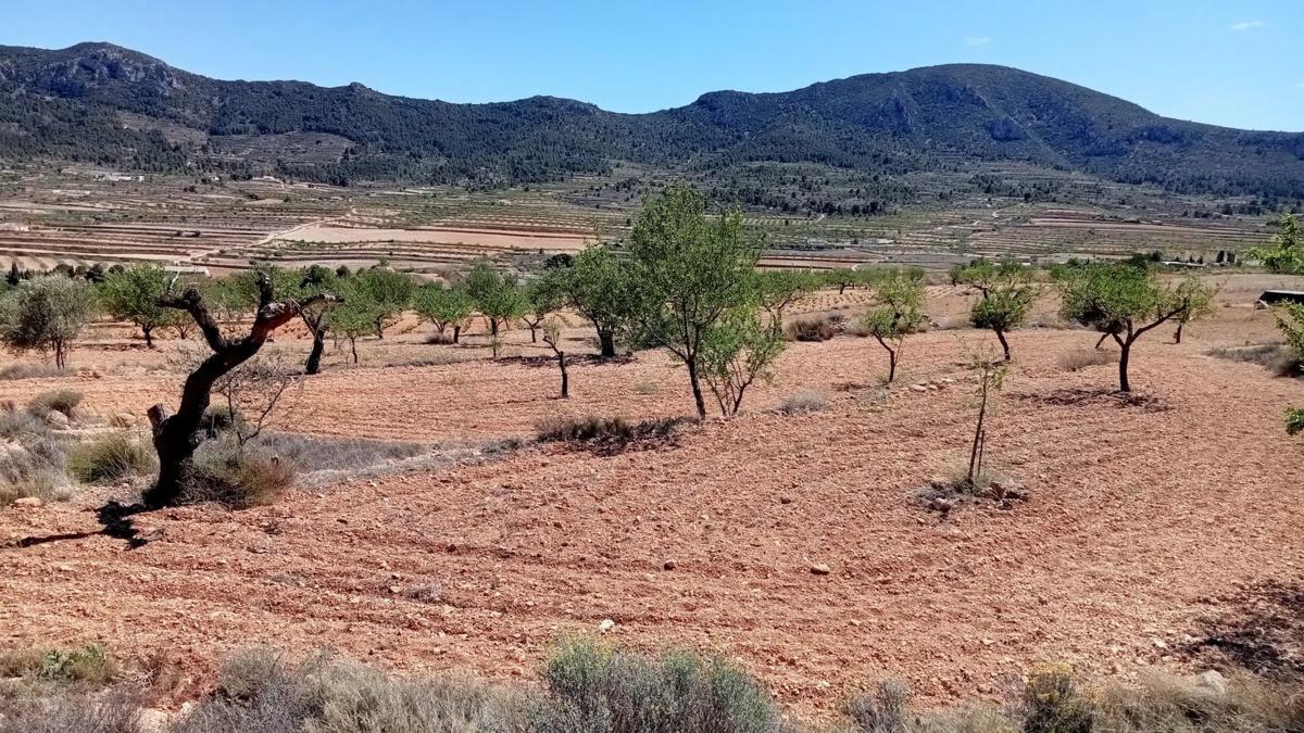 Terreno en venta en La Romana, Alicante photo 3