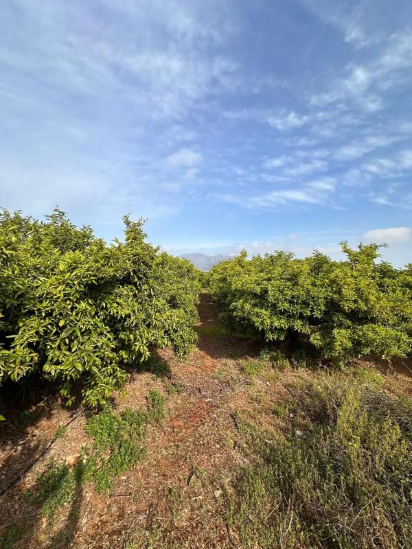 Land for sale in Pedreguer, Alicante photo 4