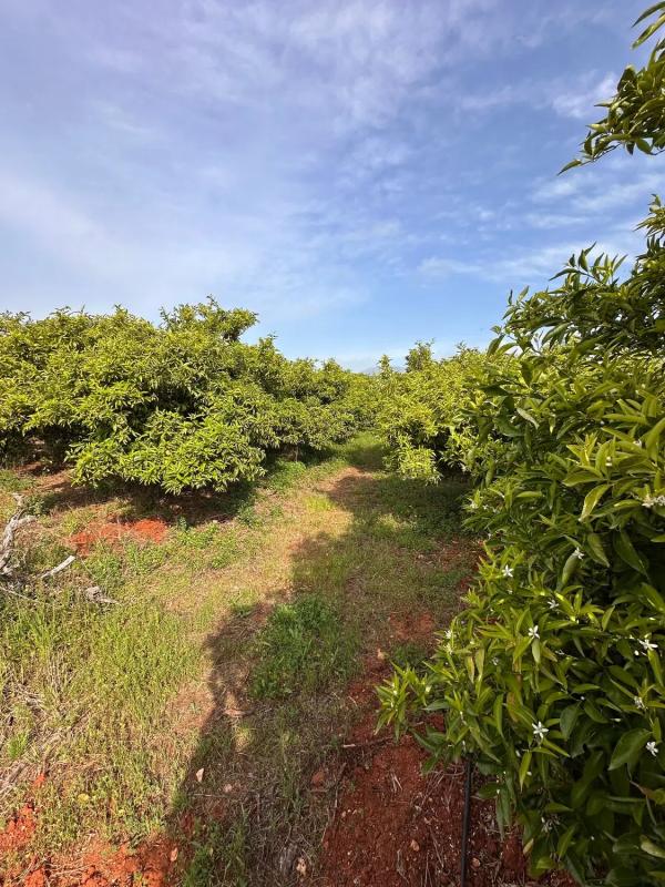 Land for sale in Pedreguer, Alicante photo 5