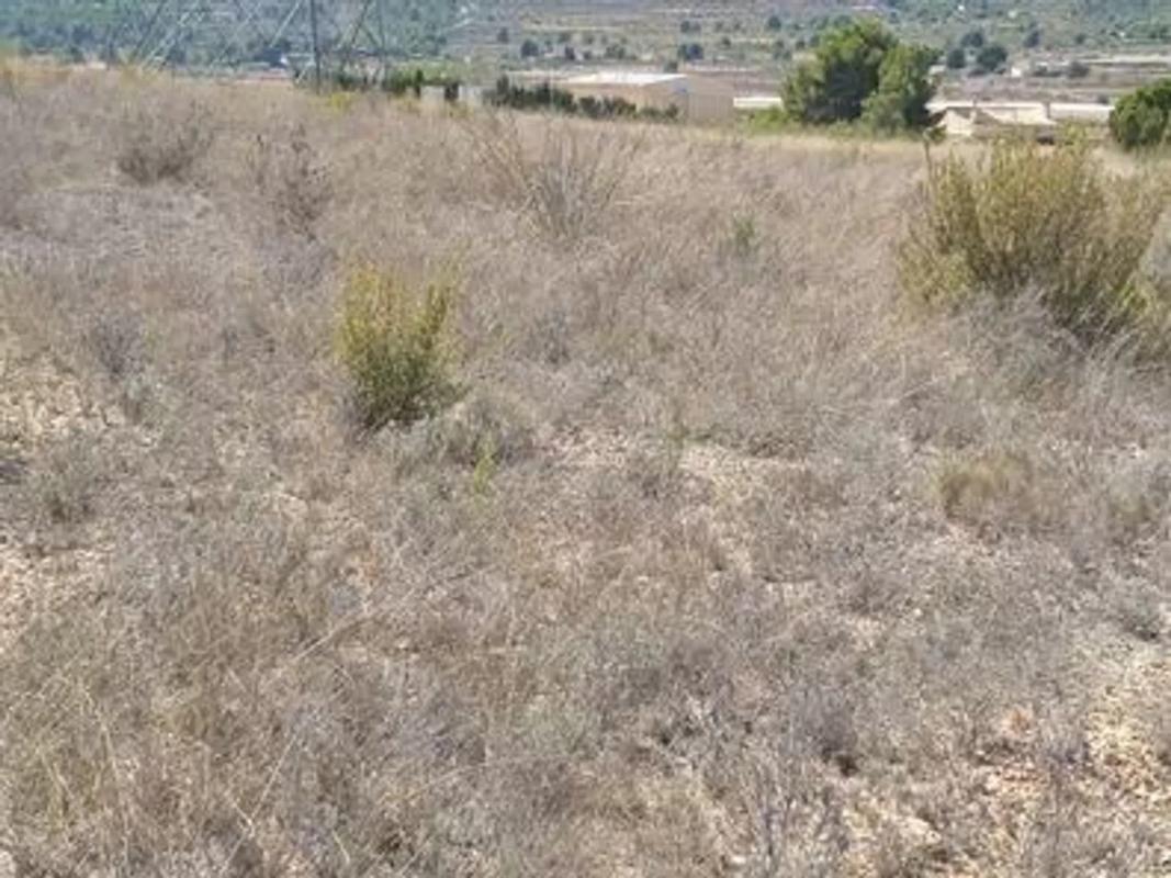 Land for sale in Monovar, Alicante photo 2