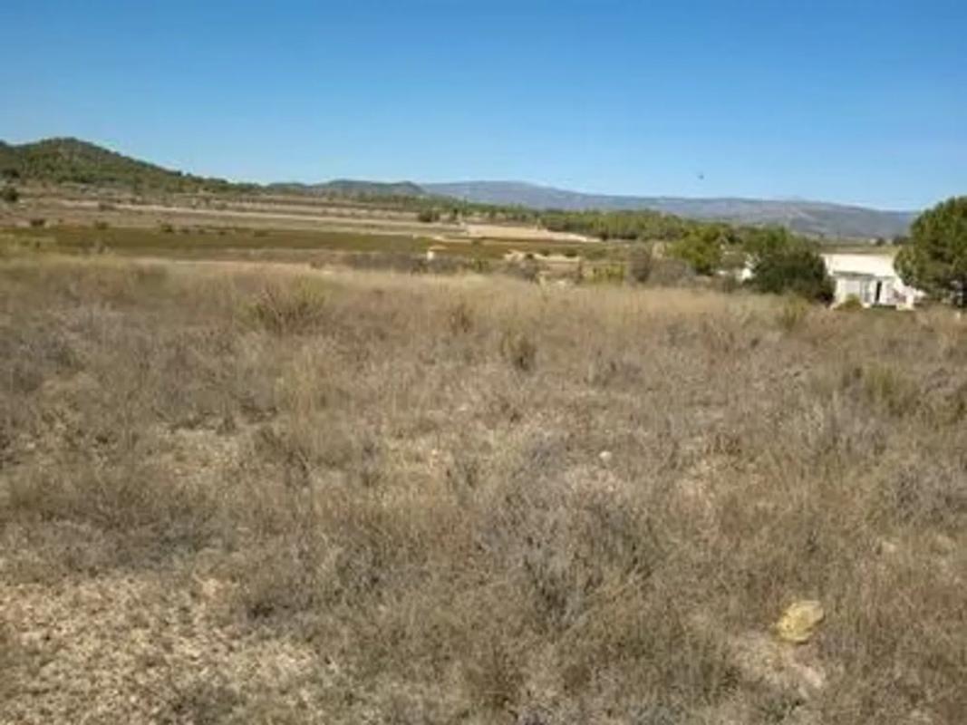 Land for sale in Monovar, Alicante photo 3