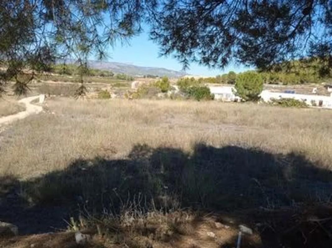 Land for sale in Monovar, Alicante photo 4