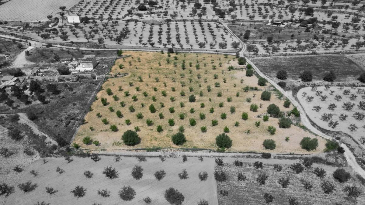 Terreno en venta en La Romana, Alicante photo 4