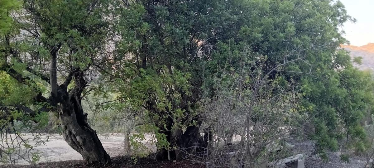 Terreno en venta en Beniarda, Alicante photo 2