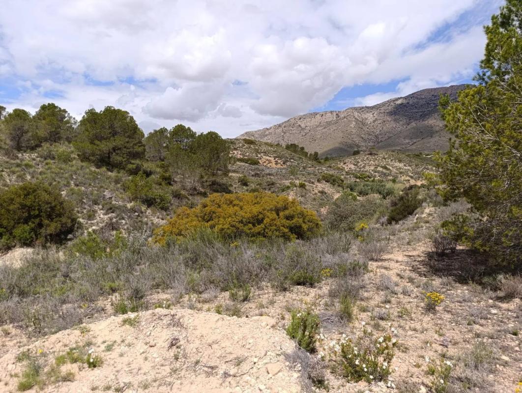 Land for sale in Orihuela, Alicante photo 4