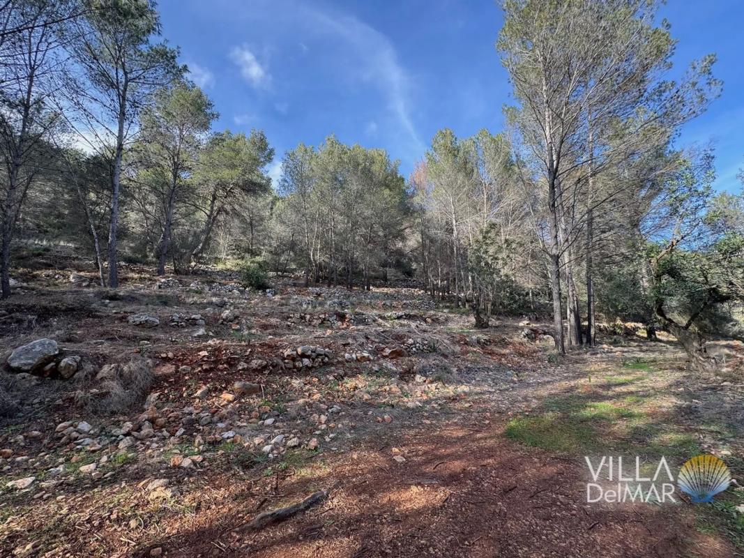 Land for sale in Jalón, Alicante photo 4