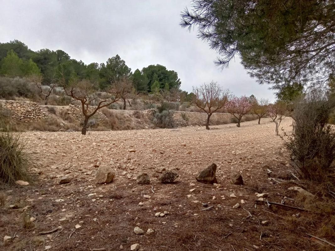 Terreno en venta en Monovar, Alicante photo 1