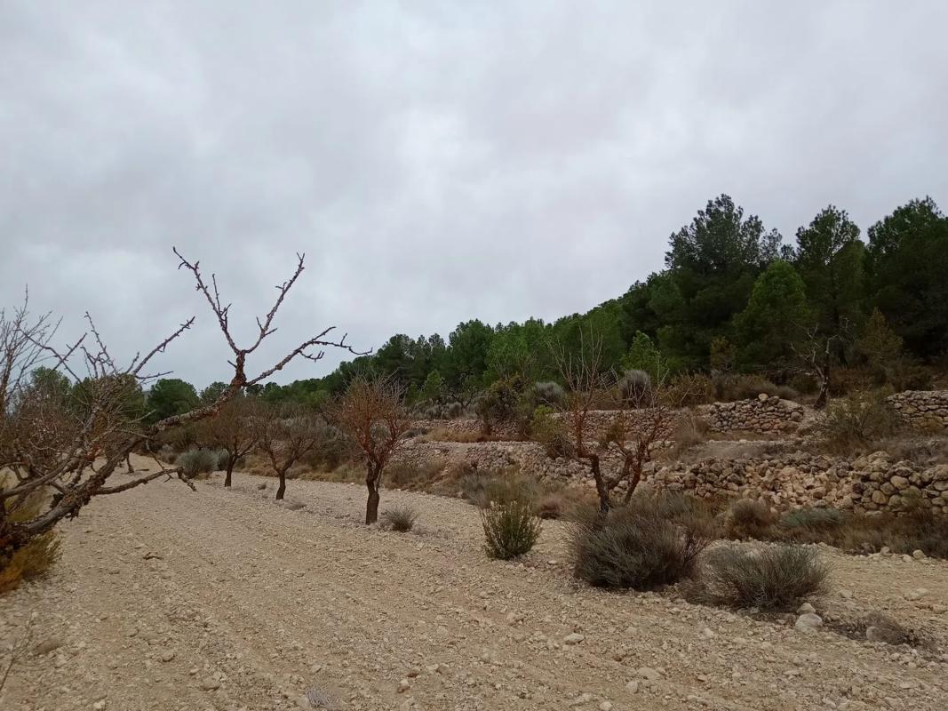 Terreno en venta en Monovar, Alicante photo 3