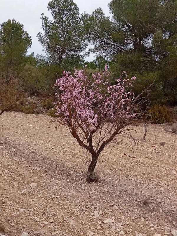 Terreno en venta en Monovar, Alicante photo 4