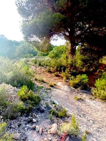 Terreno en Poligono 12, parcela 75, partida Castillo s/n thumbnail 2
