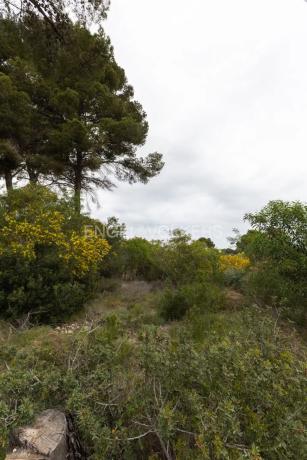 Terreno en Cap Martí - Pinomar thumbnail 2